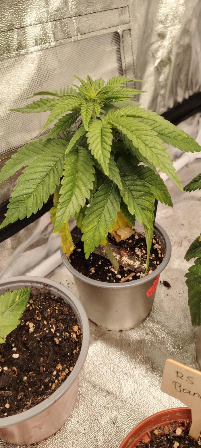 Zamnesia Grease Monkey. Week 5