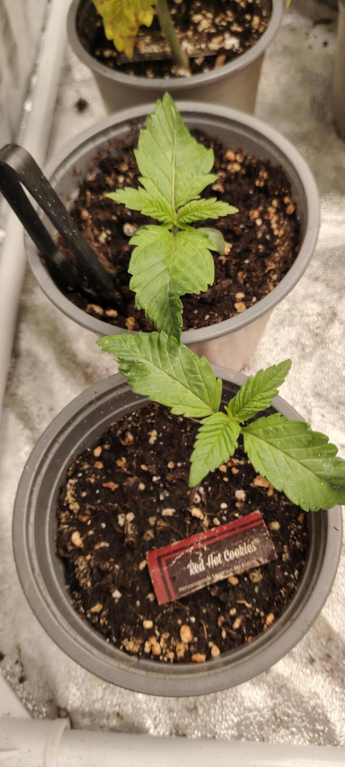 Red Hot Cookies. Week 2