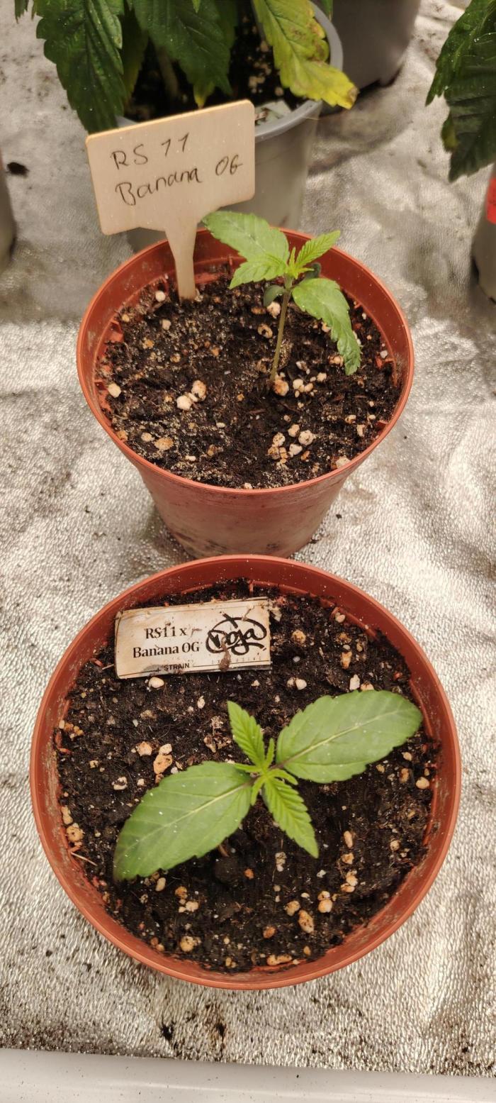 RS 11 X Banana OG. Week 2