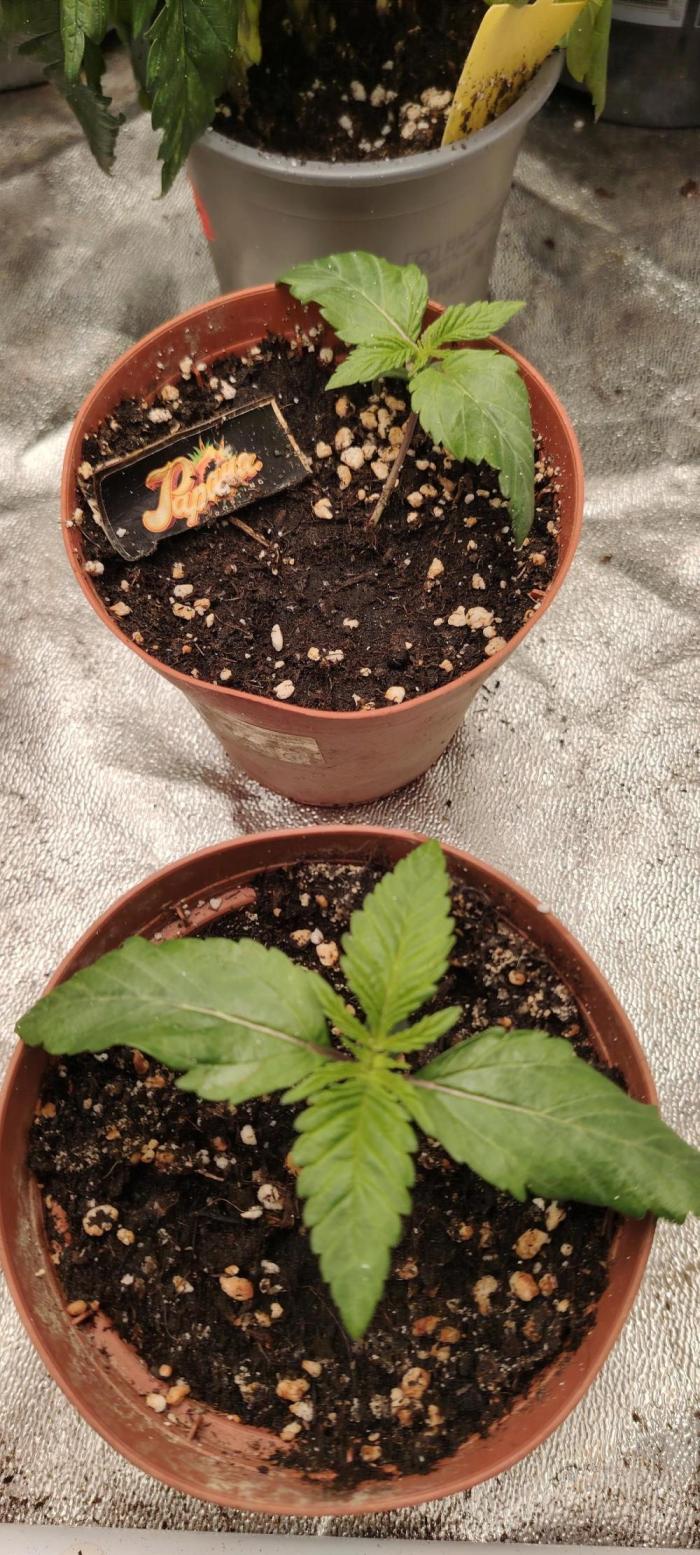 Papaya Frosting. Week 2