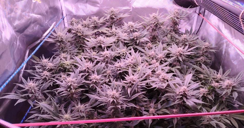 Sweet Mandarine skittlez. Week 14