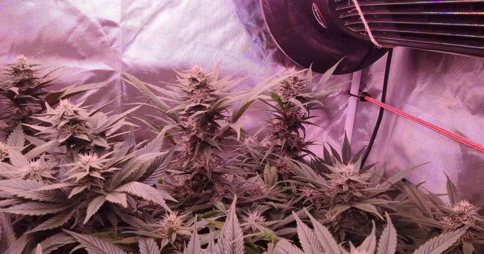 Sweet Mandarine skittlez. Week 14