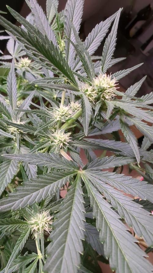 Barneys Auto mobby dick. Week 8