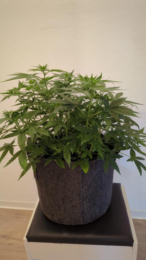 Barneys Auto mobby dick. Week 8