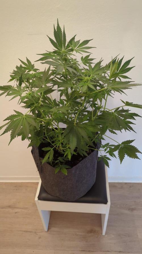 Barneys Auto mobby dick. Week 8