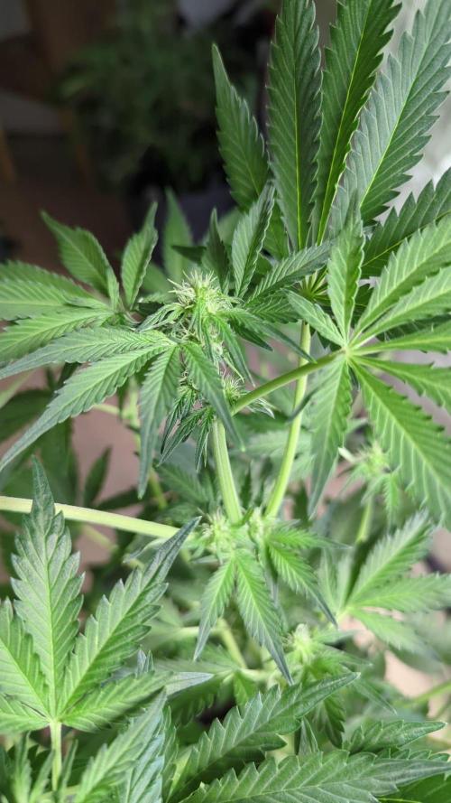 Barneys Auto mobby dick. Week 8