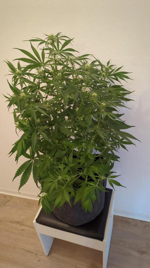 DIVINE SEEDS Auto Fractal. Week 8