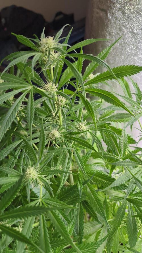 DIVINE SEEDS Auto Fractal. Week 8