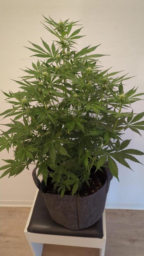 Barneys Auto Mimosa. Week 8