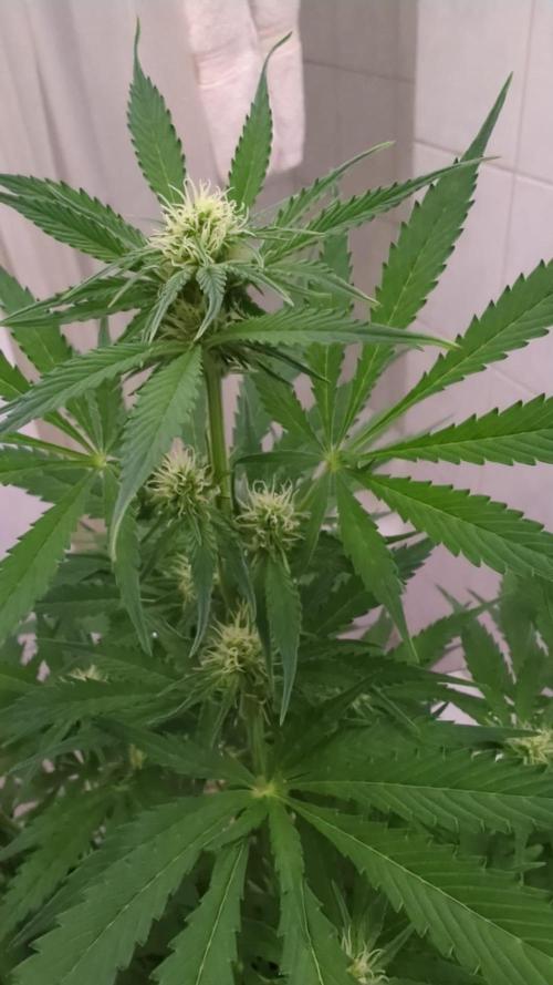 Barneys Auto Mimosa. Week 8