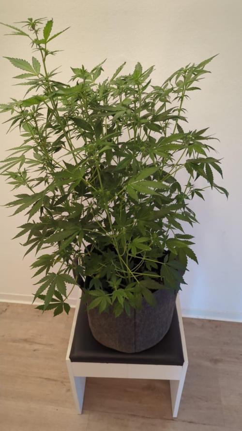 Barneys Auto Mimosa. Week 8