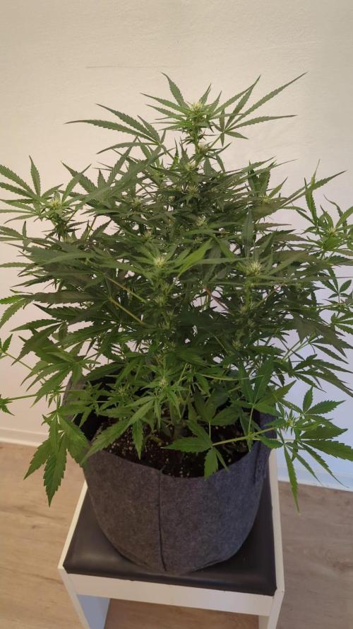 Zamnesia Trainwreck Automatik. Week 8