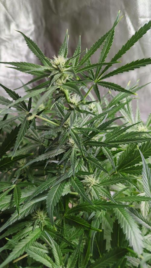 Zamnesia Trainwreck Automatik. Week 8