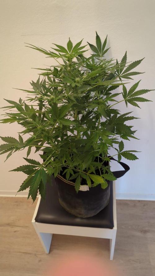 Zamnesia Trainwreck Automatik. Week 8