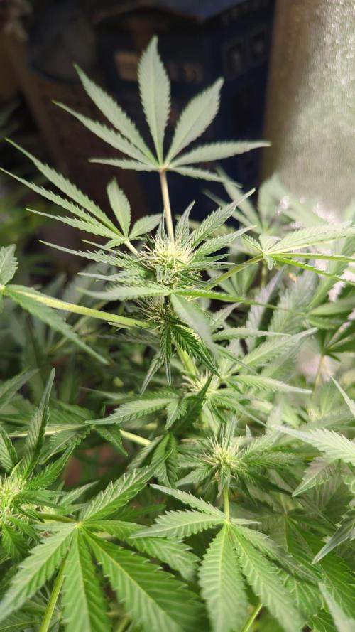 Zamnesia Trainwreck Automatik. Week 8