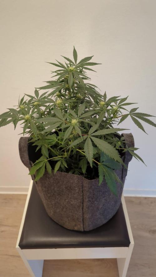 DIVINE SEEDS Auto moon rock. Week 8
