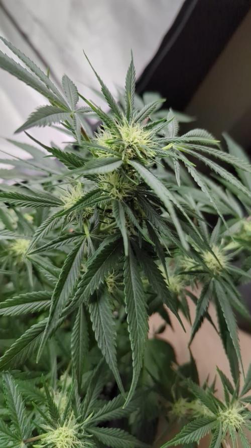 DIVINE SEEDS Auto moon rock. Week 8