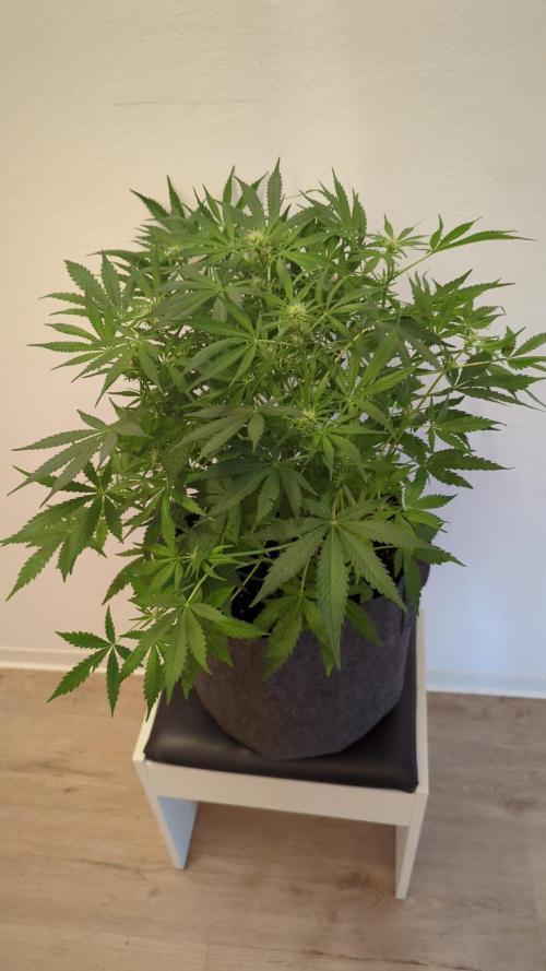 DIVINE SEEDS Auto Fractal. Week 7