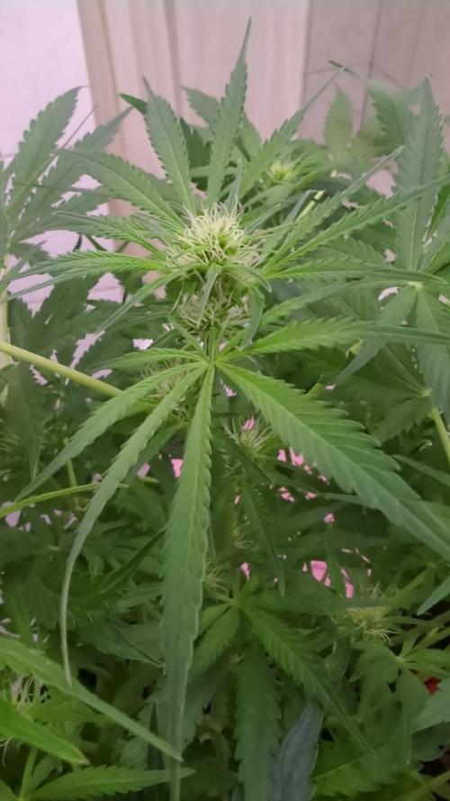 DIVINE SEEDS Auto Fractal. Week 7 - Nice buds 