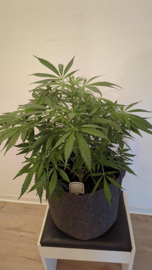 DIVINE SEEDS Auto Fractal. Week 7 - Nice stretch 