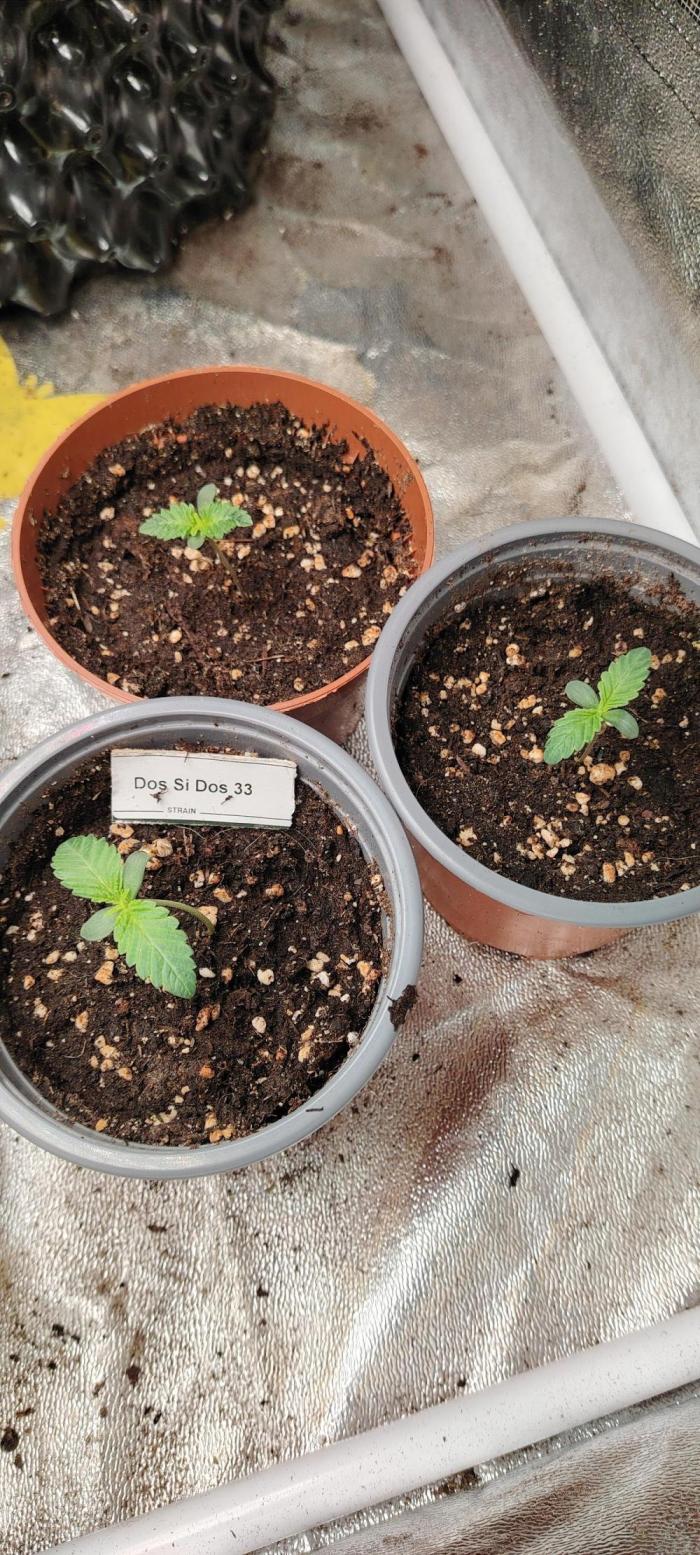 DOS Si DOS 33. Week 2