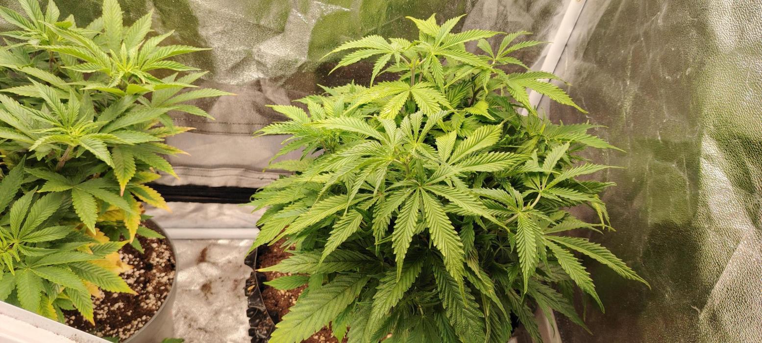 Rainbow Melon *-*. Week 8