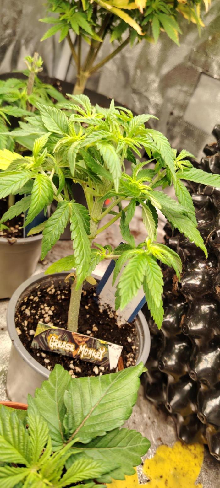 Zamnesia Grease Monkey. Week 6