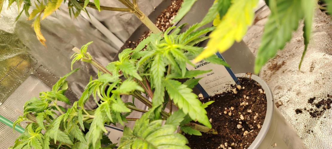 Zamnesia Ghost Train Haze *_*. Week 6 - Getoppt! Nach der 4 nodie 