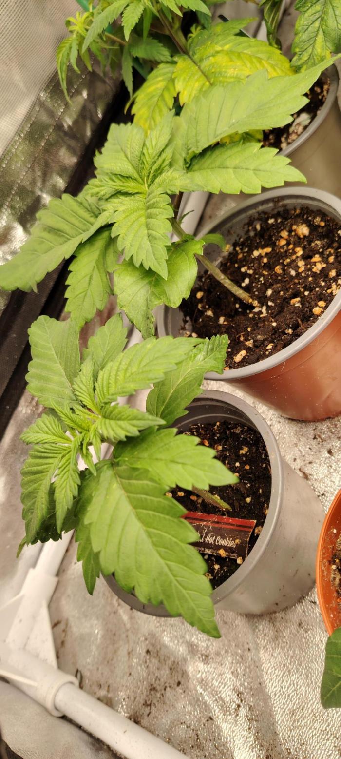 Red Hot Cookies. Week 3