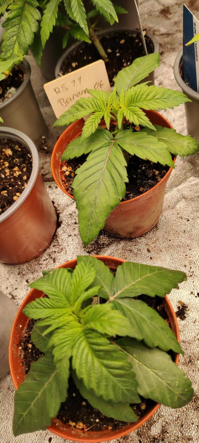 RS 11 X Banana OG. Week 3