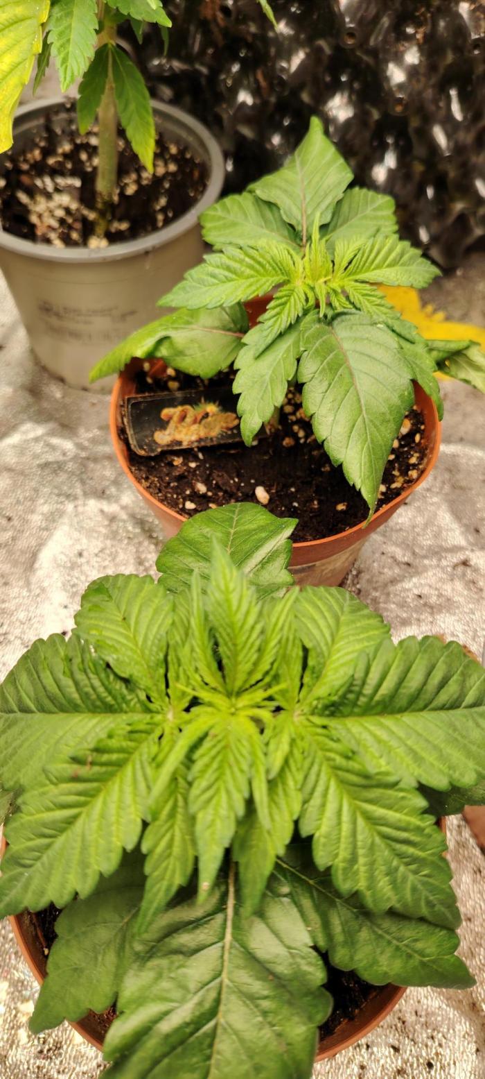 Papaya Frosting. Week 3