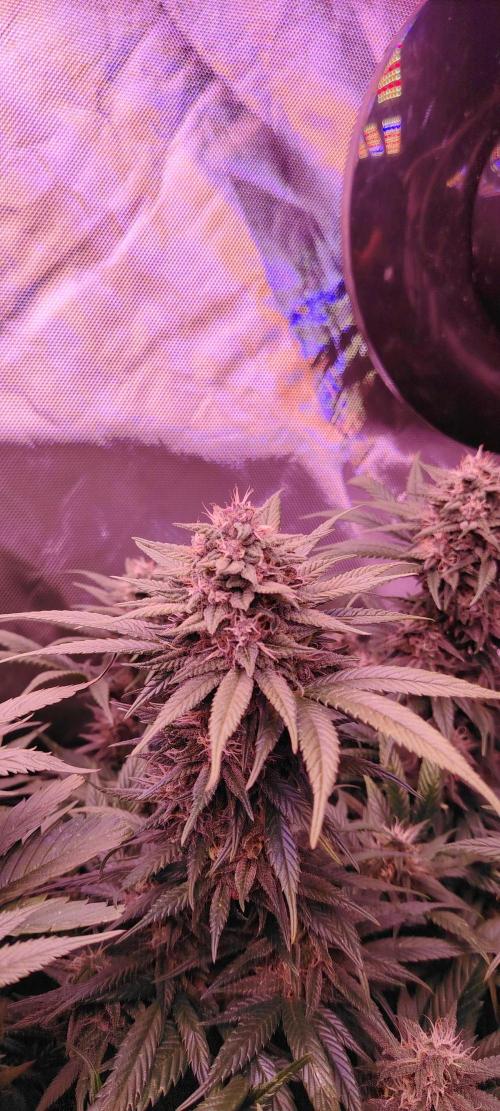 Sweet Mandarine skittlez. Week 15