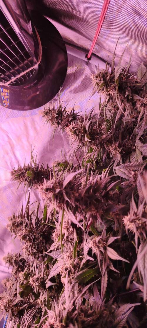 Sweet Mandarine skittlez. Week 15