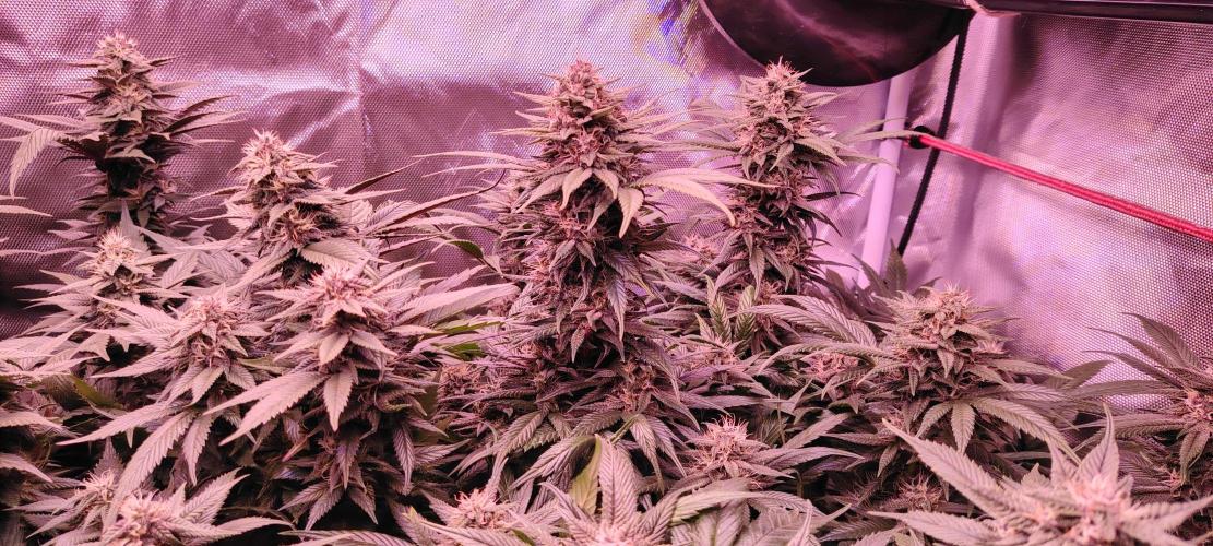 Sweet Mandarine skittlez. Week 15