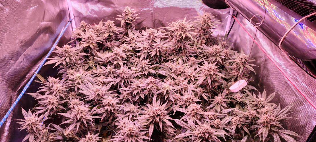 Sweet Mandarine skittlez. Week 15