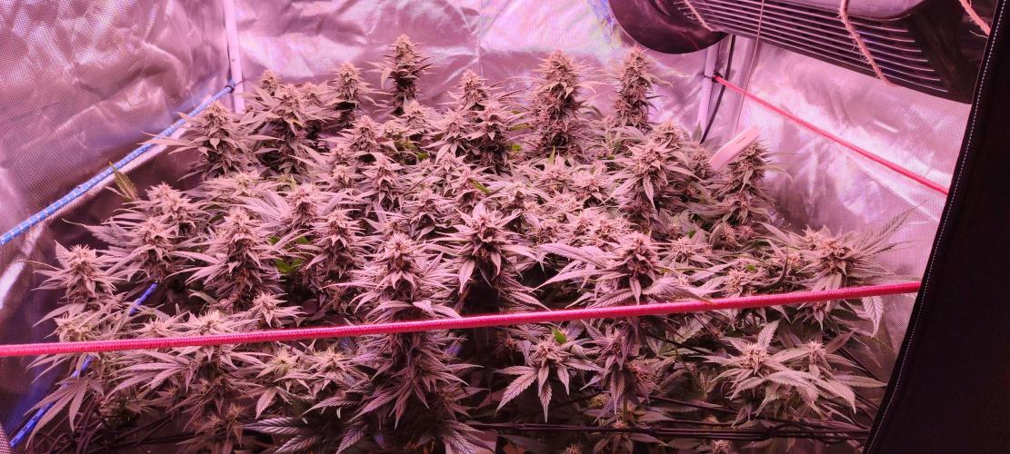 Sweet Mandarine skittlez. Week 15