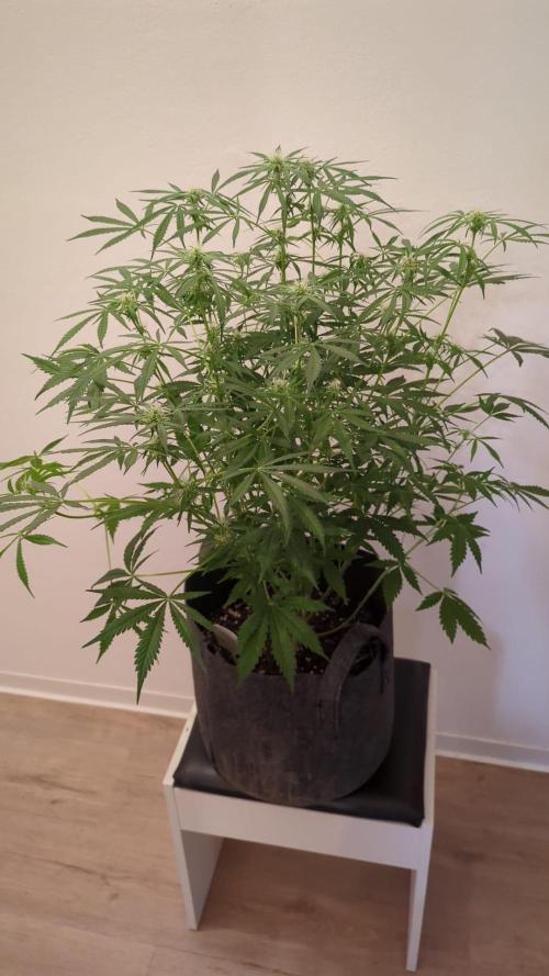 DIVINE SEEDS Auto Fractal. Week 9