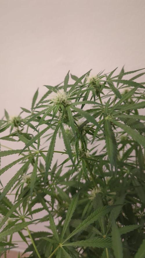 DIVINE SEEDS Auto Fractal. Week 9