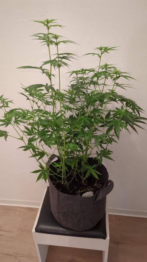 Barneys Auto mobby dick. Week 9