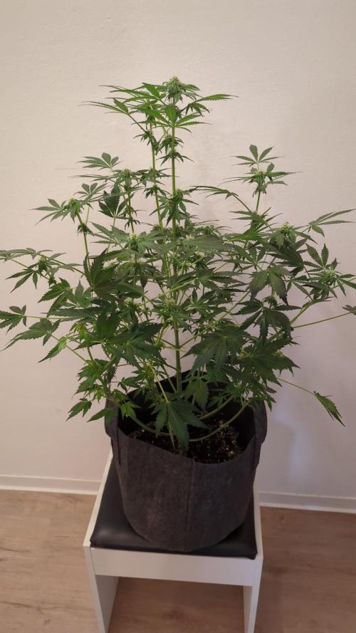 Barneys Auto mobby dick. Week 9