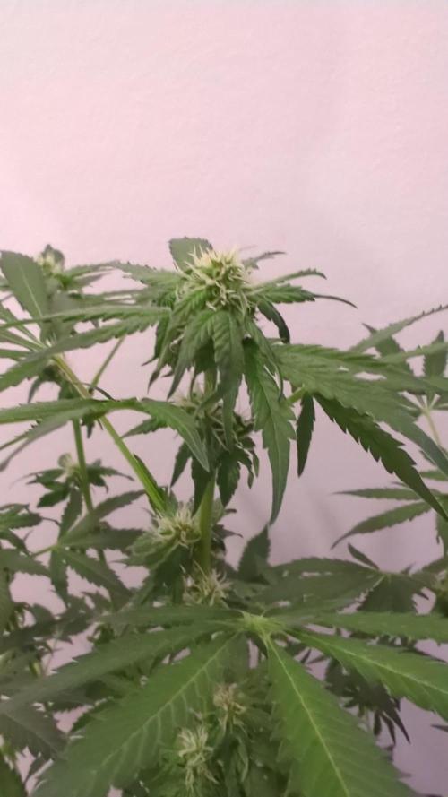 Barneys Auto mobby dick. Week 9