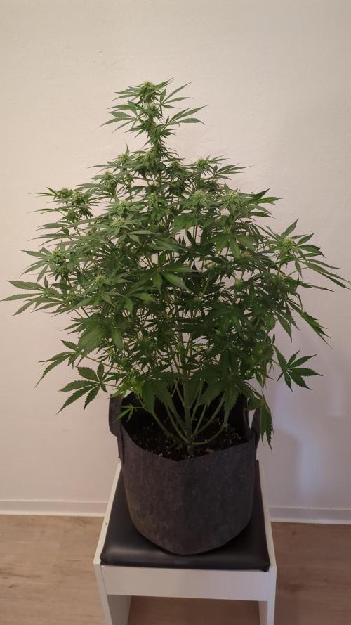 Barneys Auto Mimosa. Week 9