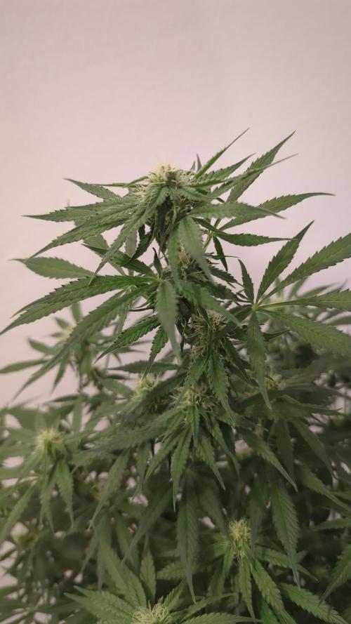 Barneys Auto Mimosa. Week 9