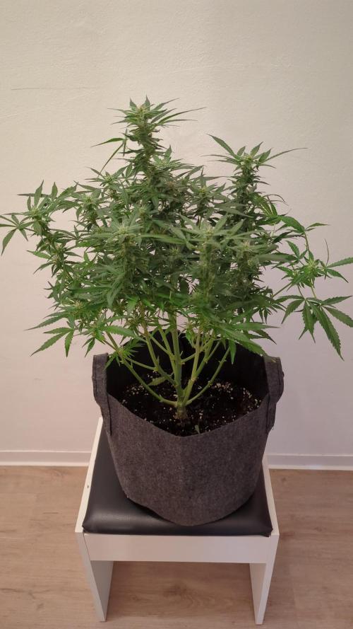 Zamnesia Trainwreck Automatik. Week 9