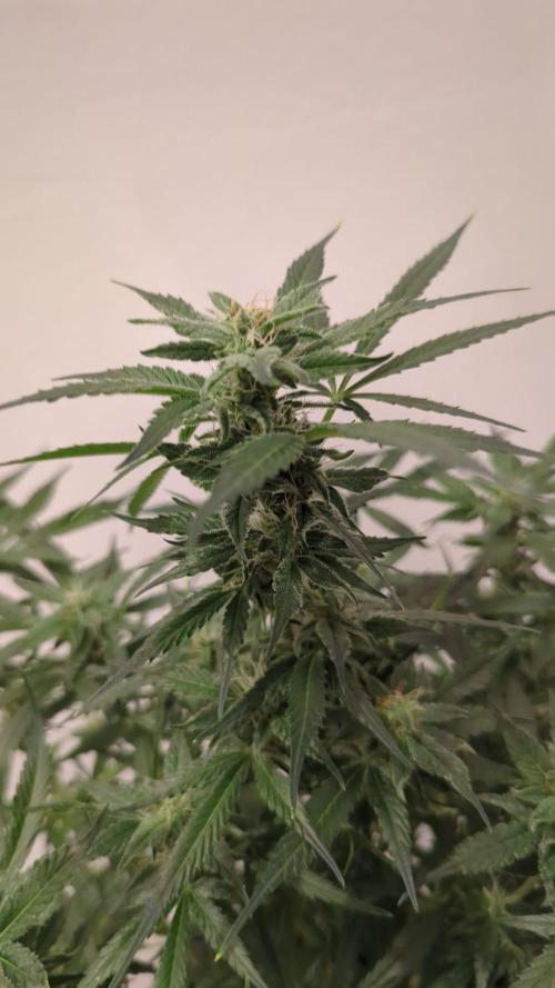 Zamnesia Trainwreck Automatik. Week 9