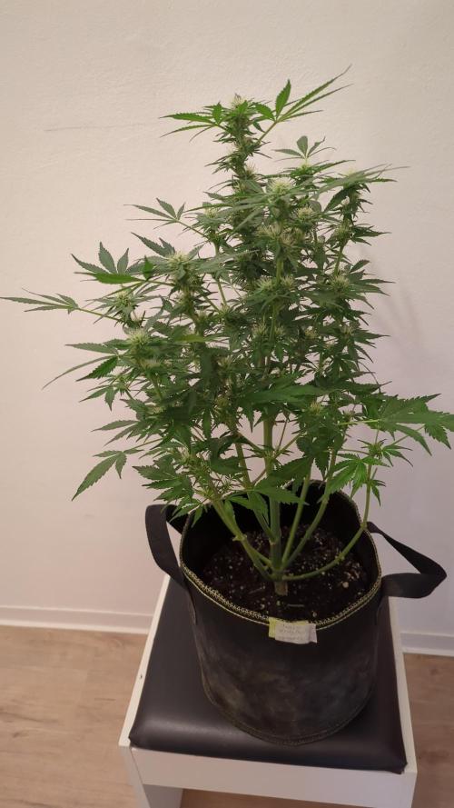 Zamnesia Trainwreck Automatik. Week 9