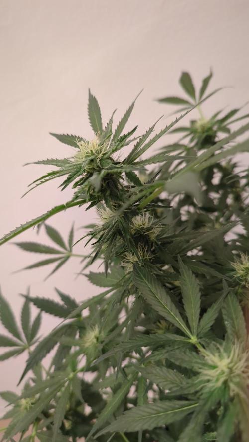 Zamnesia Trainwreck Automatik. Week 9