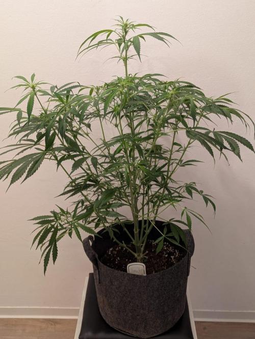 DIVINE SEEDS Auto Fractal. Week 8