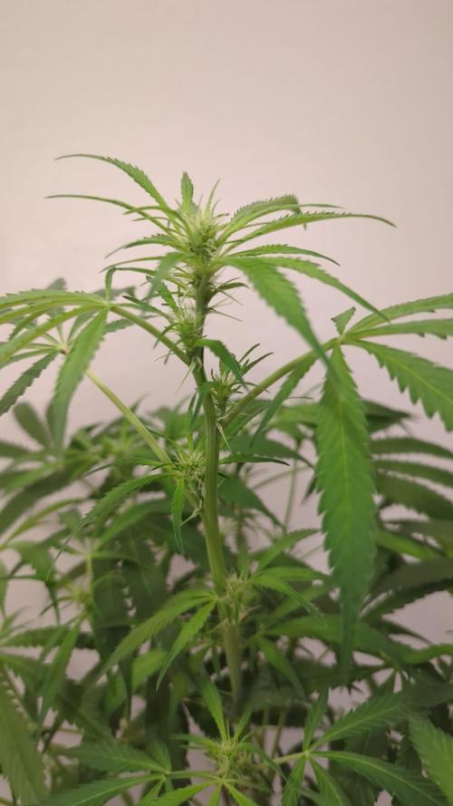 DIVINE SEEDS Auto Fractal. Week 8