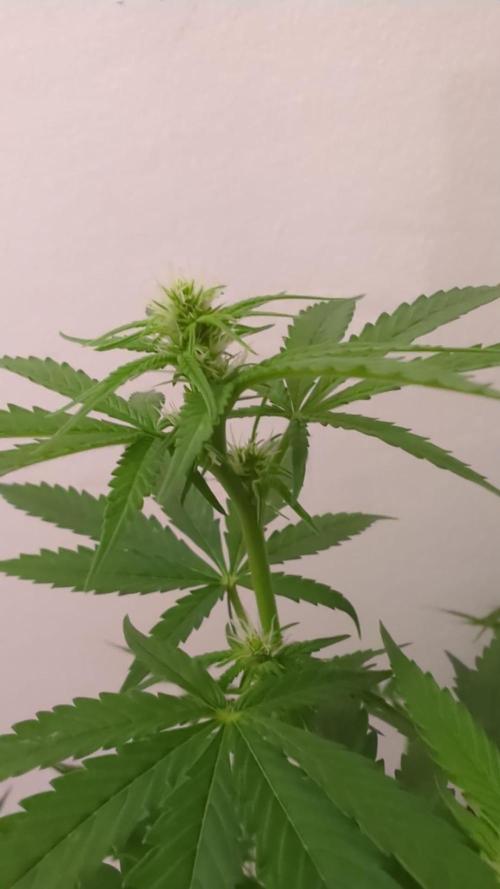 DIVINE SEEDS Auto Fractal. Week 8